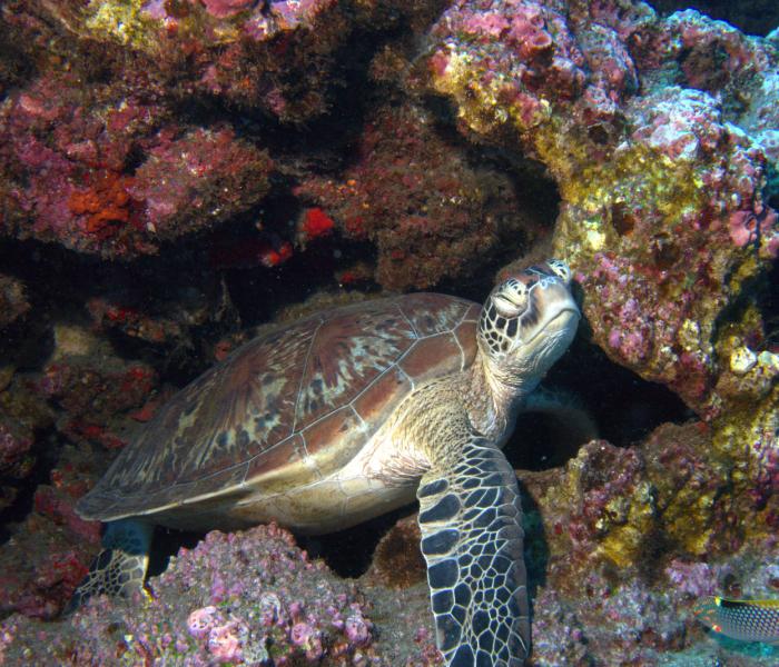 tortue marine