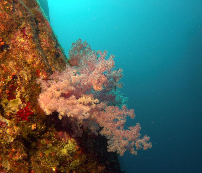 corail