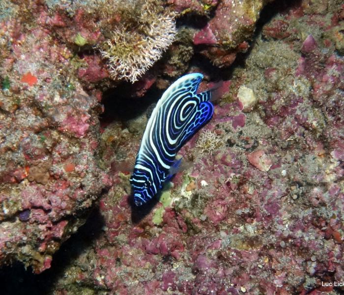 faune sous marine