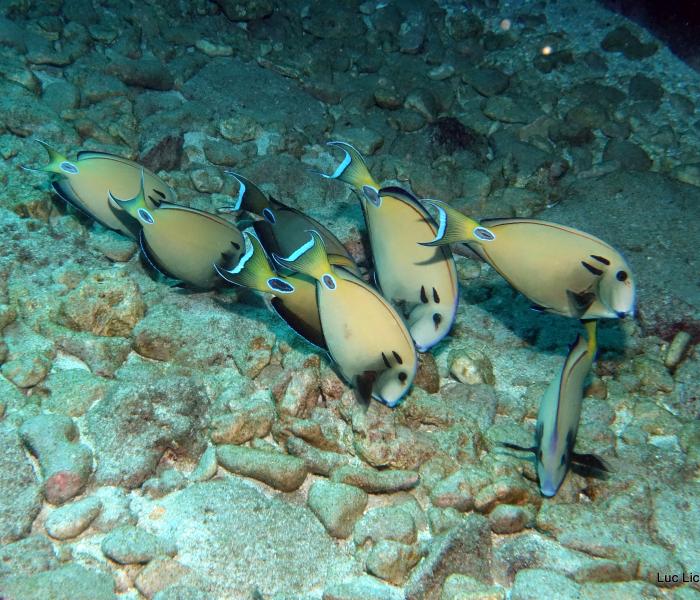 faune sous marine