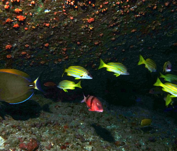 faune sous marine