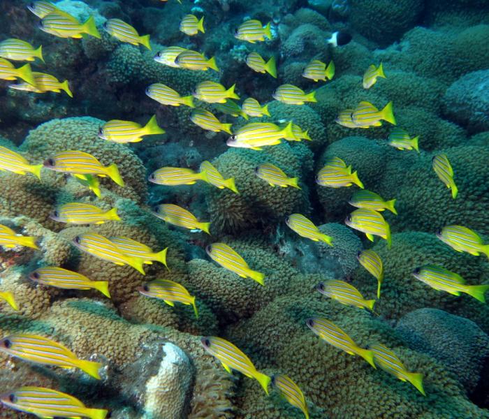 corail et faune sous marine