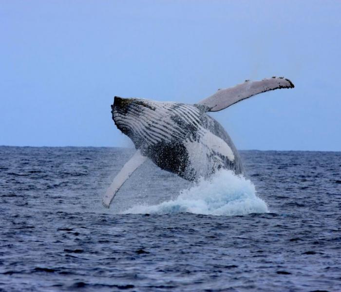 baleine