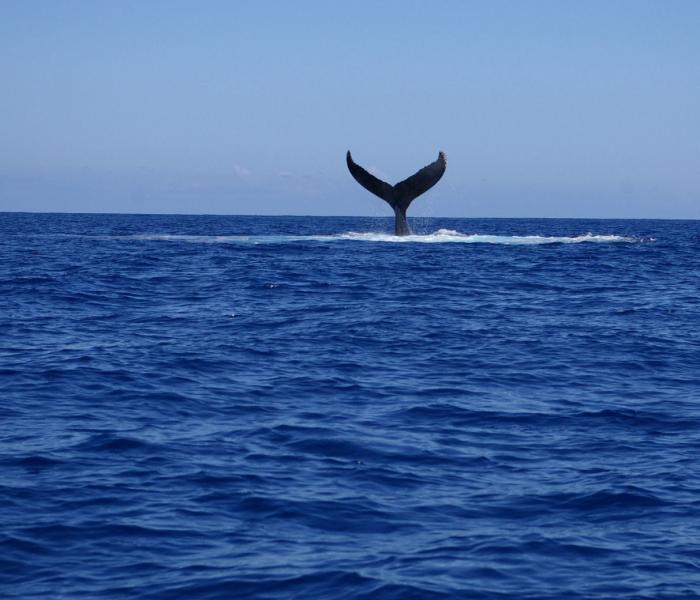 queue de baleine
