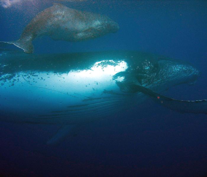 baleine