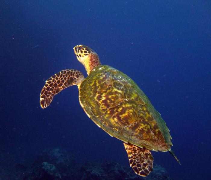 sea turtle