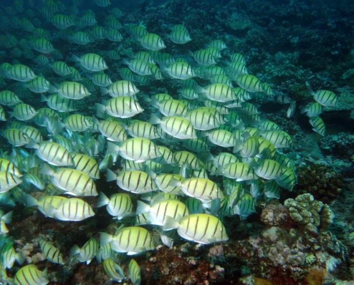 school of fish