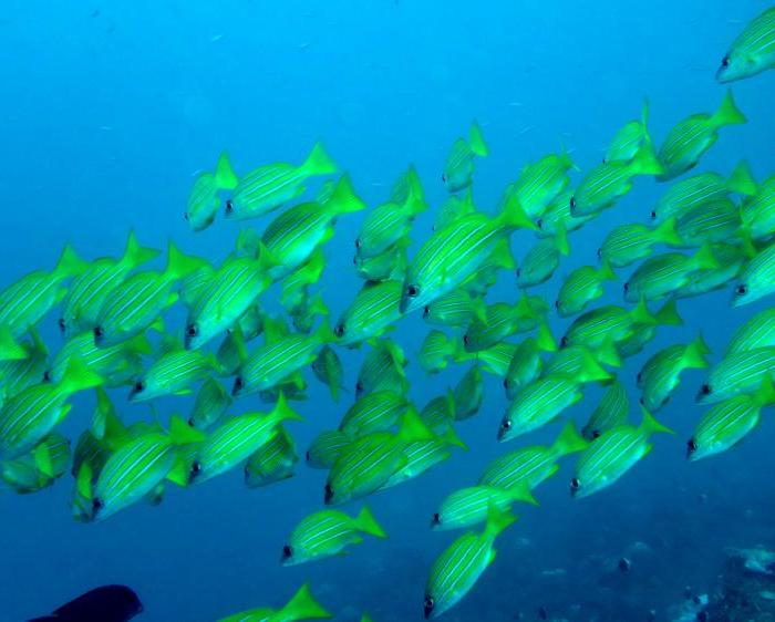 school of fish