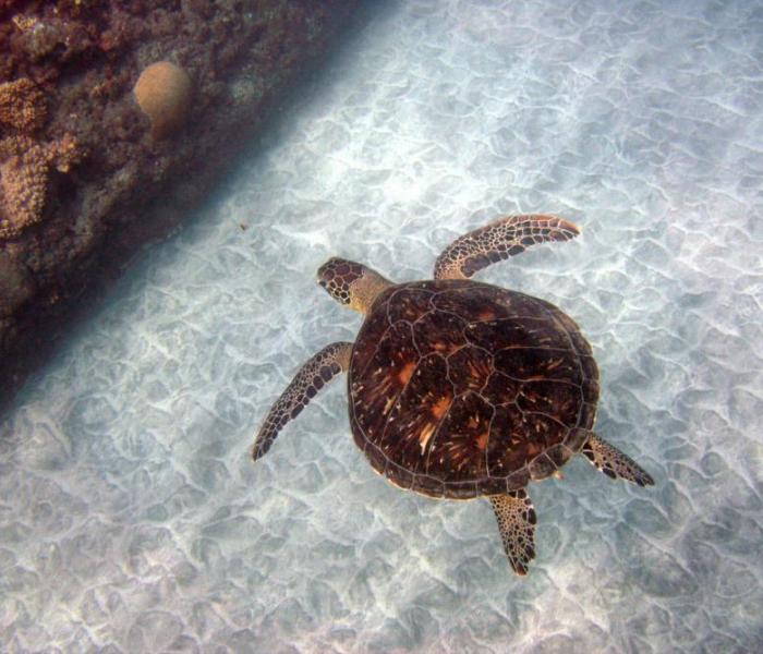 sea turtle