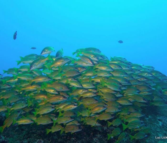 school of fish