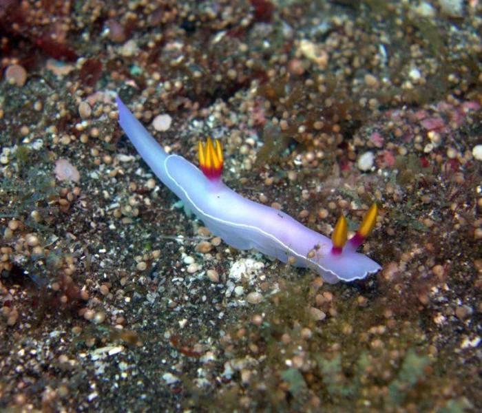 underwater fauna and coral