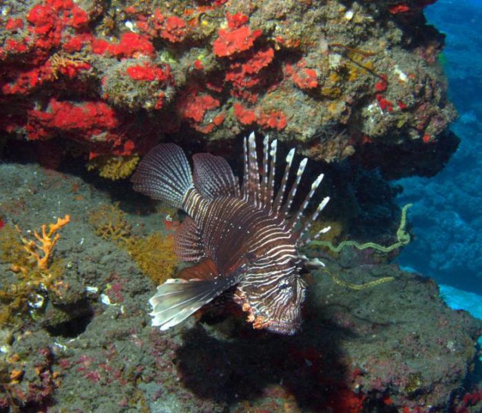 underwater fauna and coral