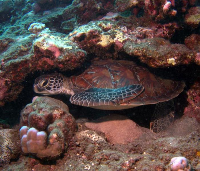 sea turtle