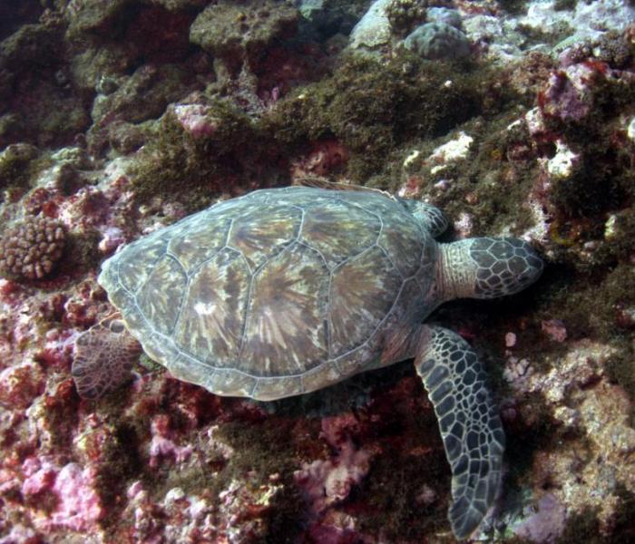 sea turtle