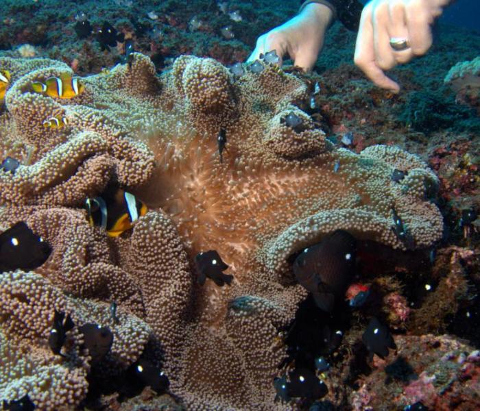 underwater fauna and coral