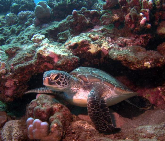 sea turtle