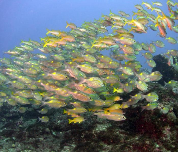 school of fish