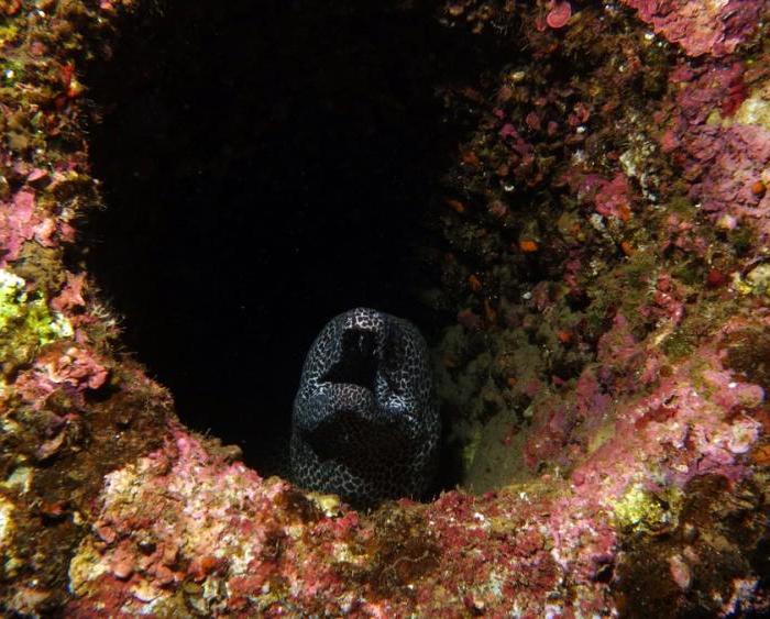 underwater fauna