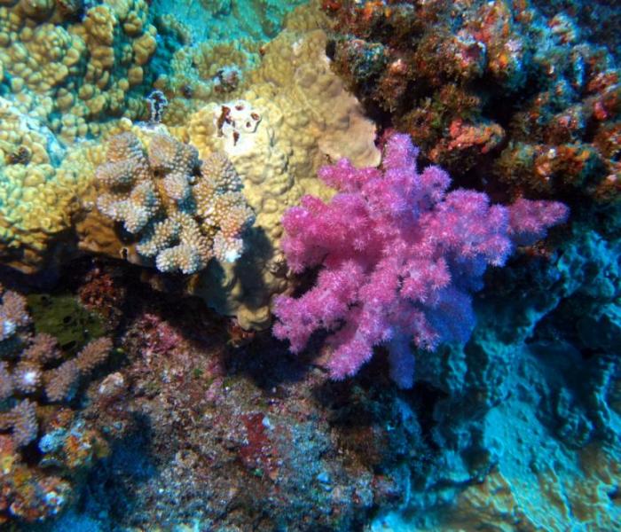 corals