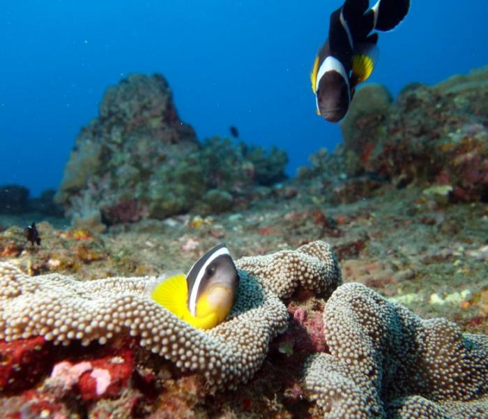 underwater fauna