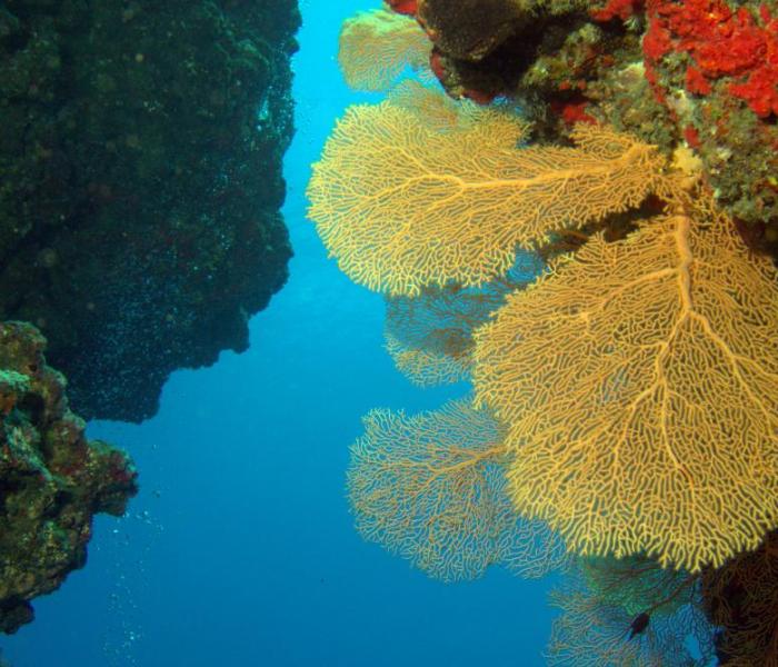 underwater fauna and coral