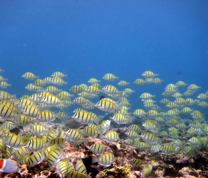 underwater fauna and coral