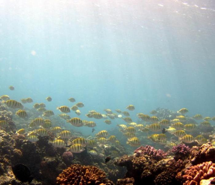 underwater fauna and coral