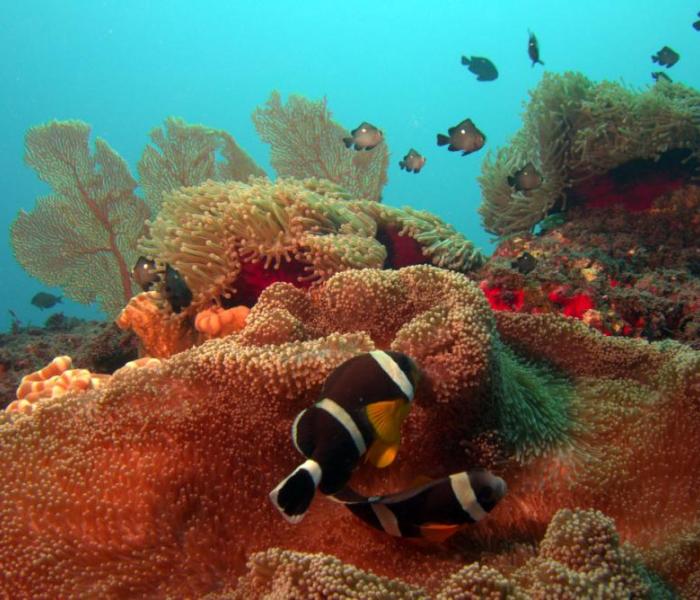 underwater fauna and coral