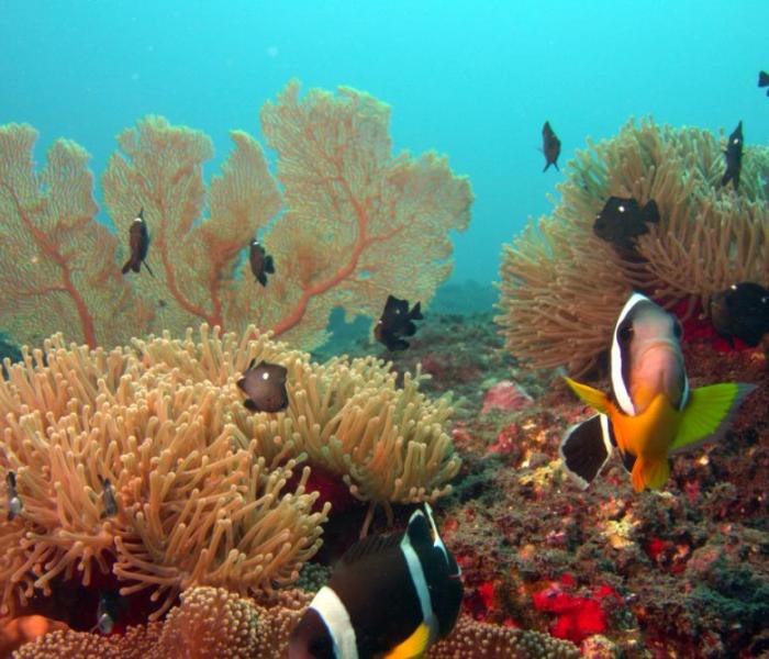 underwater fauna and coral