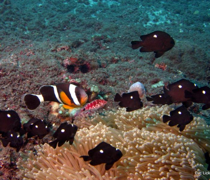 underwater fauna and coral