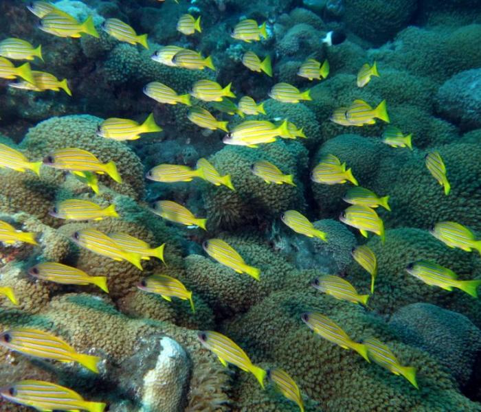 underwater fauna and coral