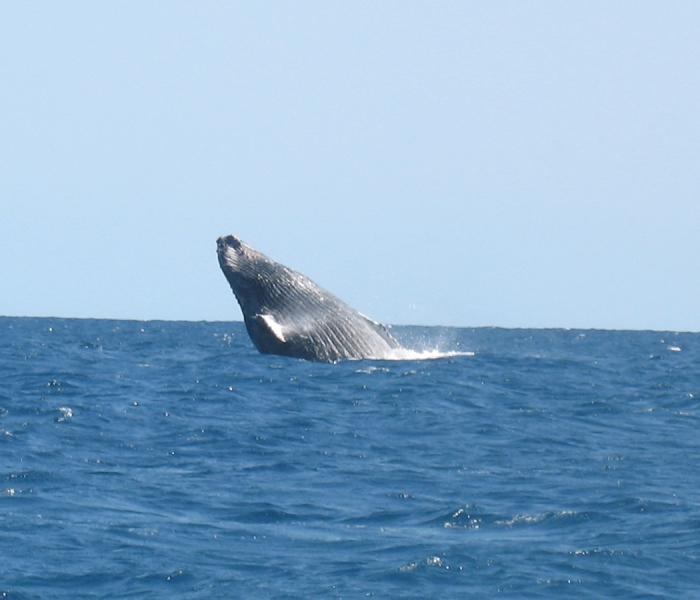 baleine