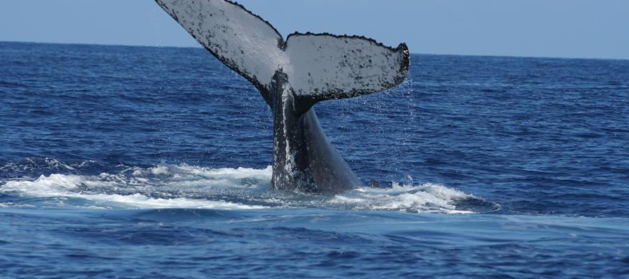 Snorkling avec les baleines