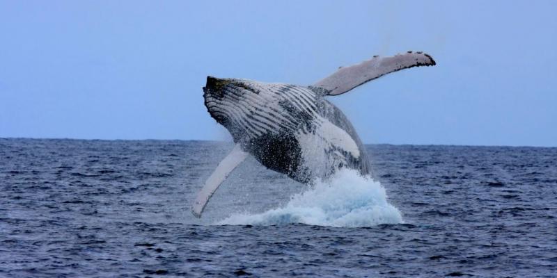 Observation des Baleines