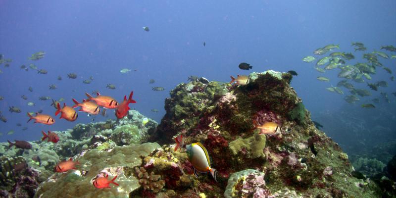 Snorkeling (fins, mask, snorkel)