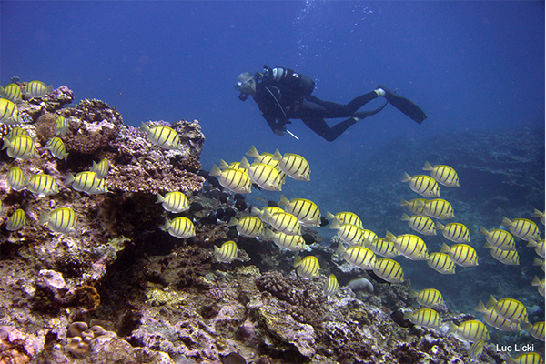 Two tank dive (autonome et équipé)