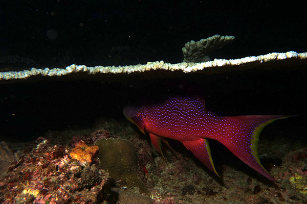 Night dives 