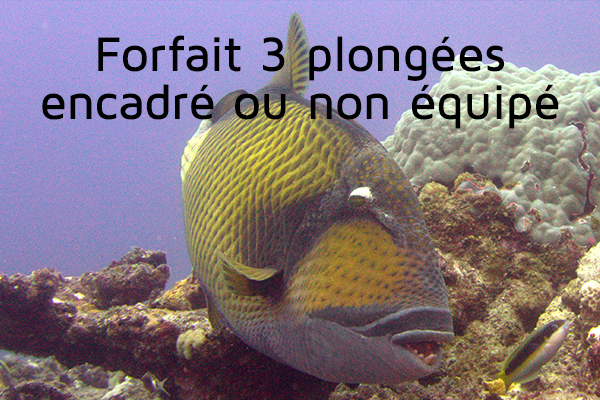 Forfait 3 plongées (encadré ou non équipé)