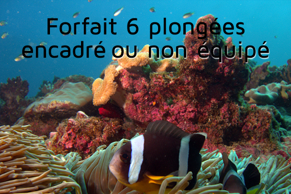 Forfait 6 plongées (encadré ou non équipé)