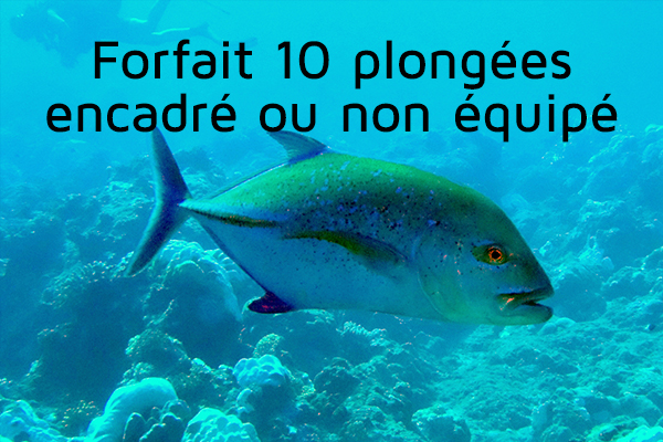 Forfait 10 plongées (encadré ou non équipé)