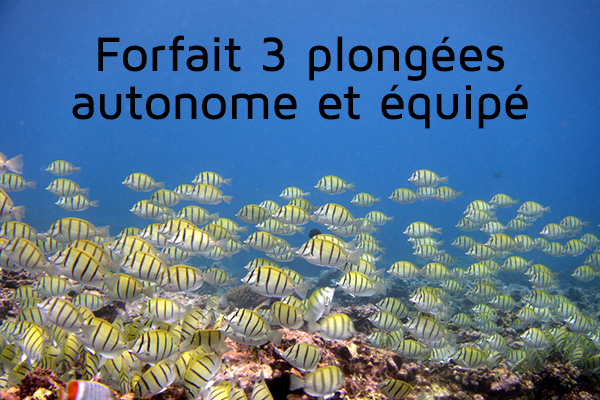 Forfait 3 plongées (autonome et équipé)